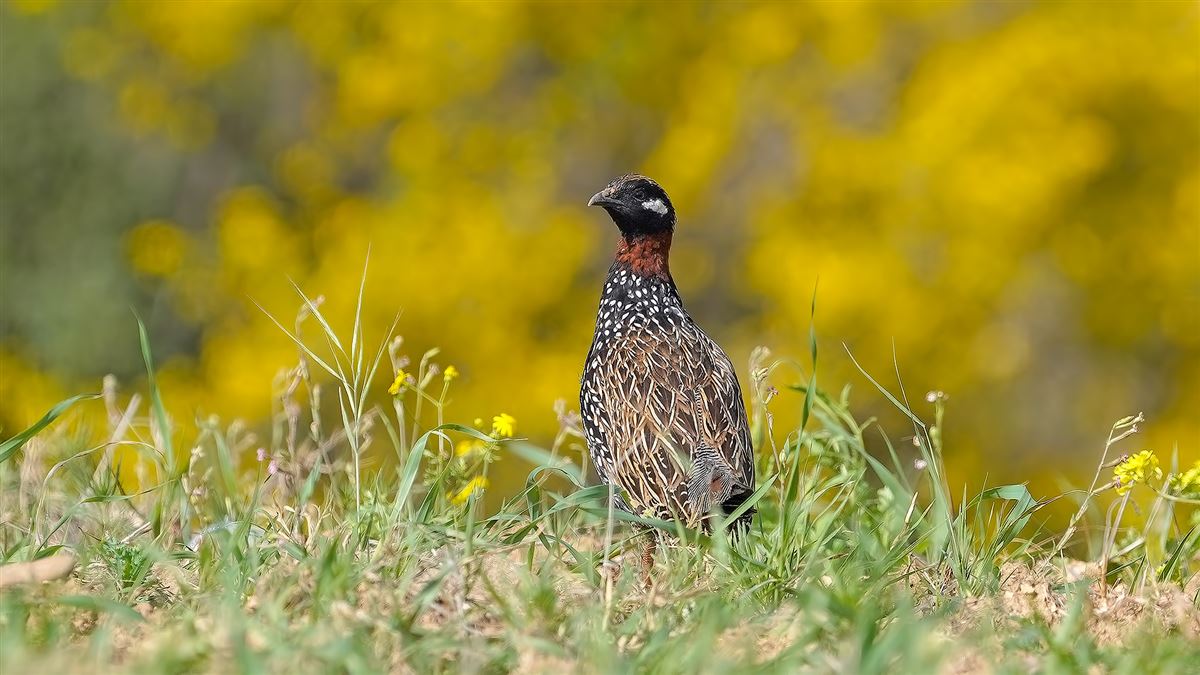 Black Francolin