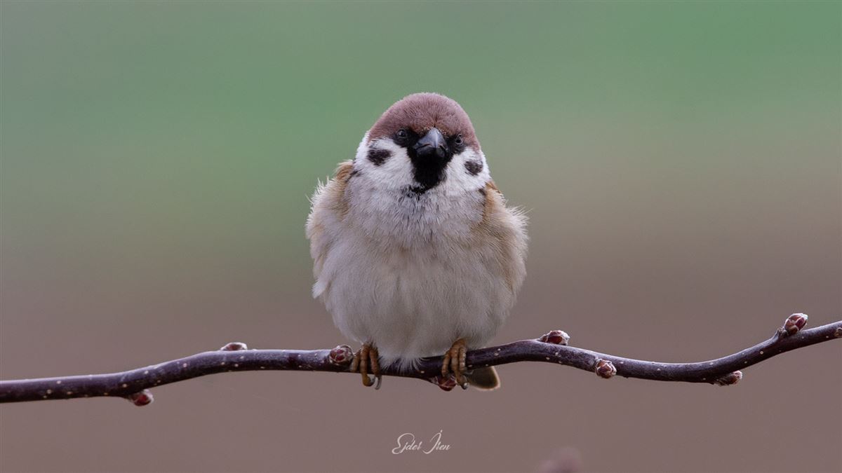 Eurasian Tree Sparrow