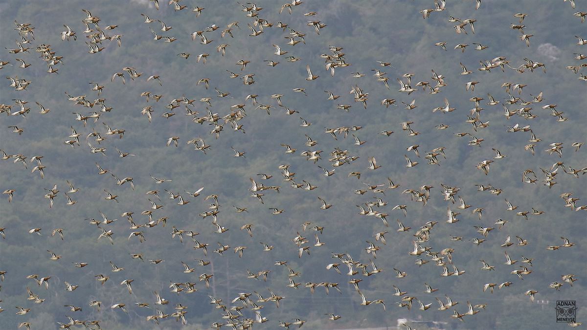 Garganey