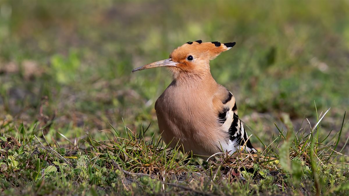 Common Hoopoe