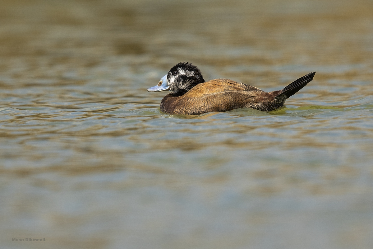 White-headed Duck
