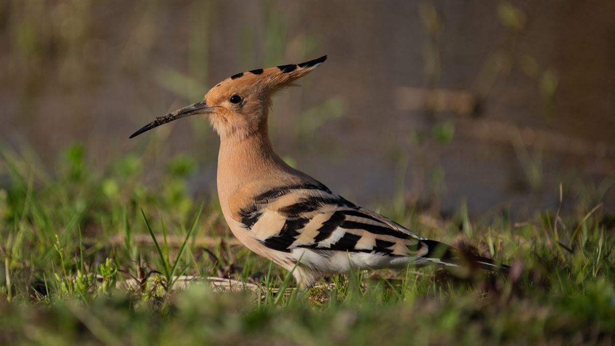 Common Hoopoe
