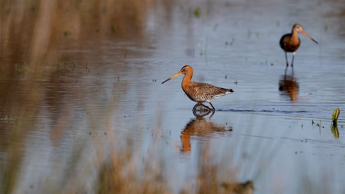 Black-tailed Godwit