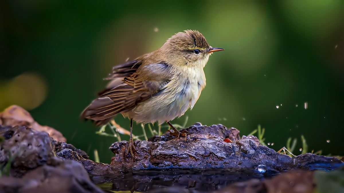 Willow Warbler