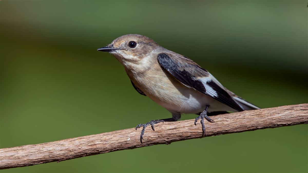 Collared Flycatcher