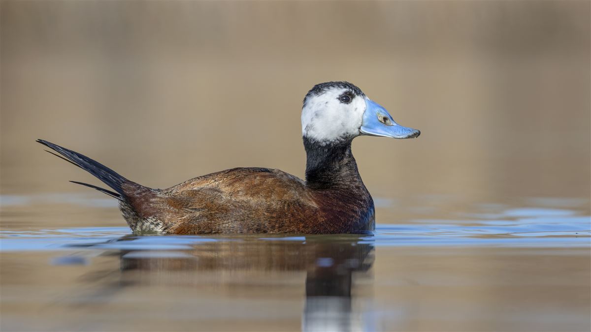 White-headed Duck