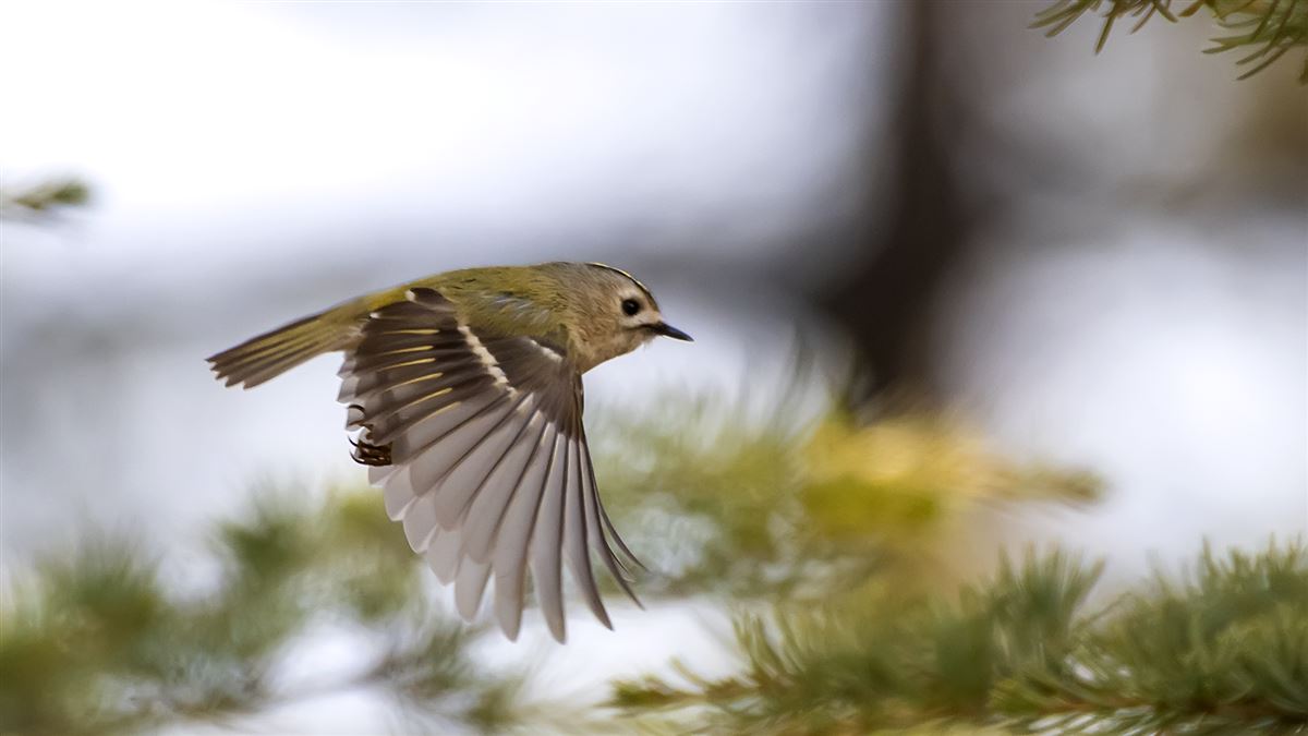 Goldcrest
