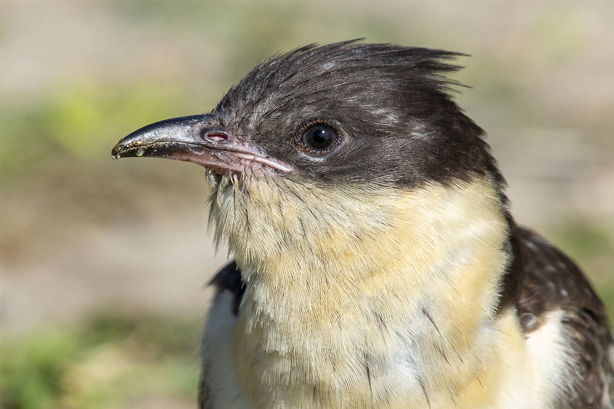 Great Spotted Cuckoo