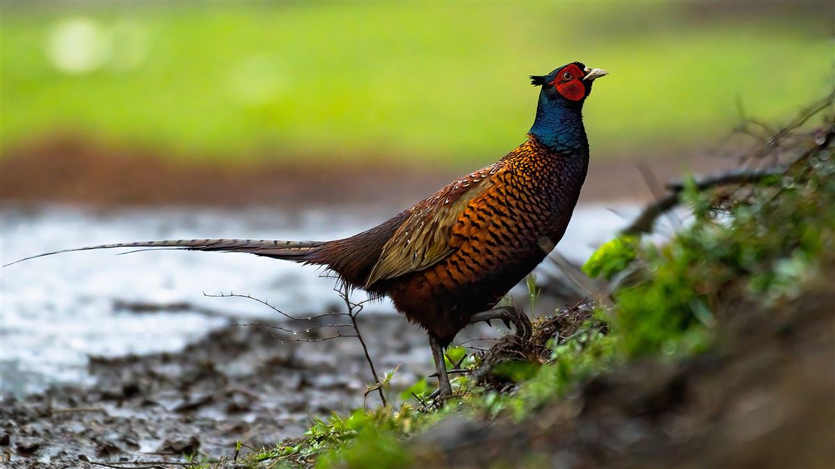 Common Pheasant