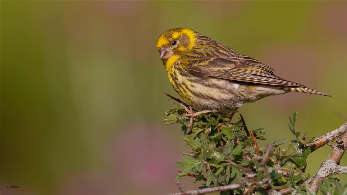 European Serin