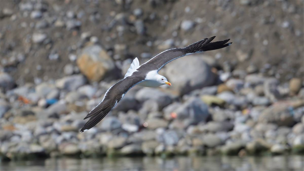 Lesser Black-backed Gull