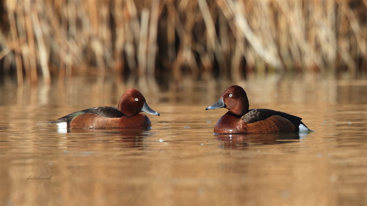 Ferruginous Duck