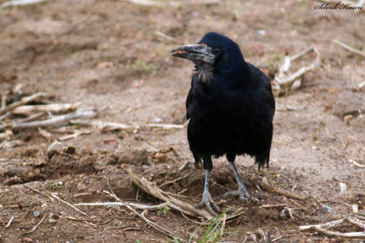 Rook
