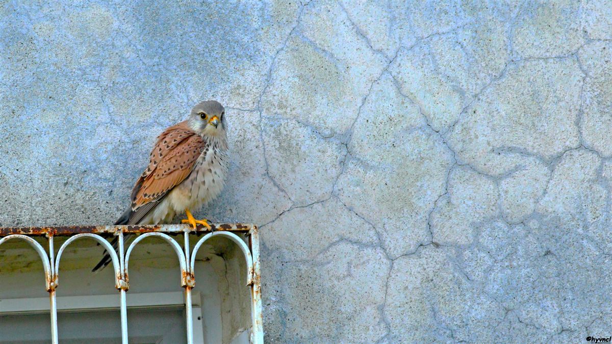 Common Kestrel