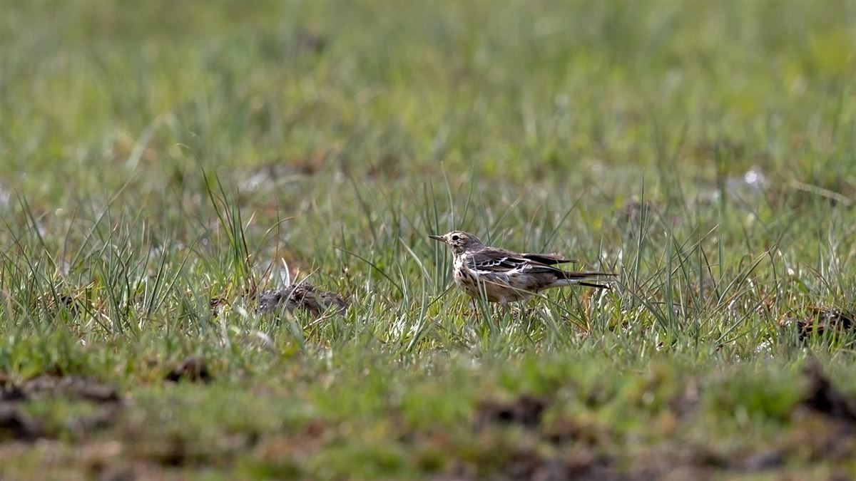 Buff-bellied Pipit