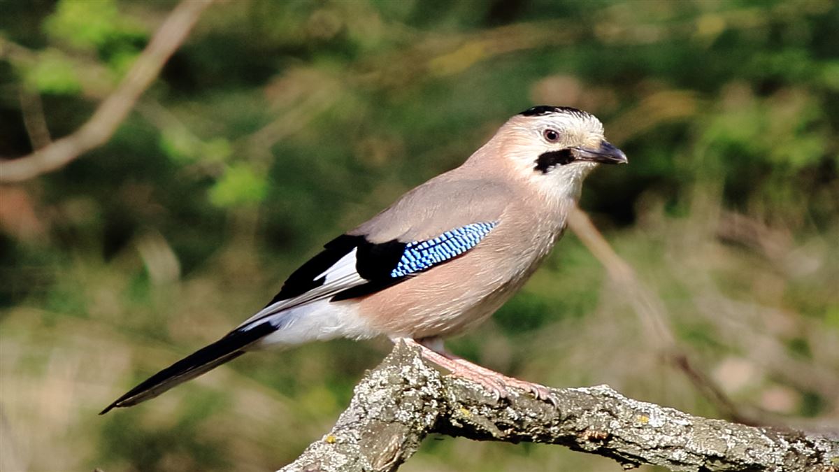 Eurasian Jay