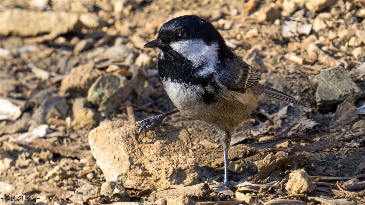 Coal Tit