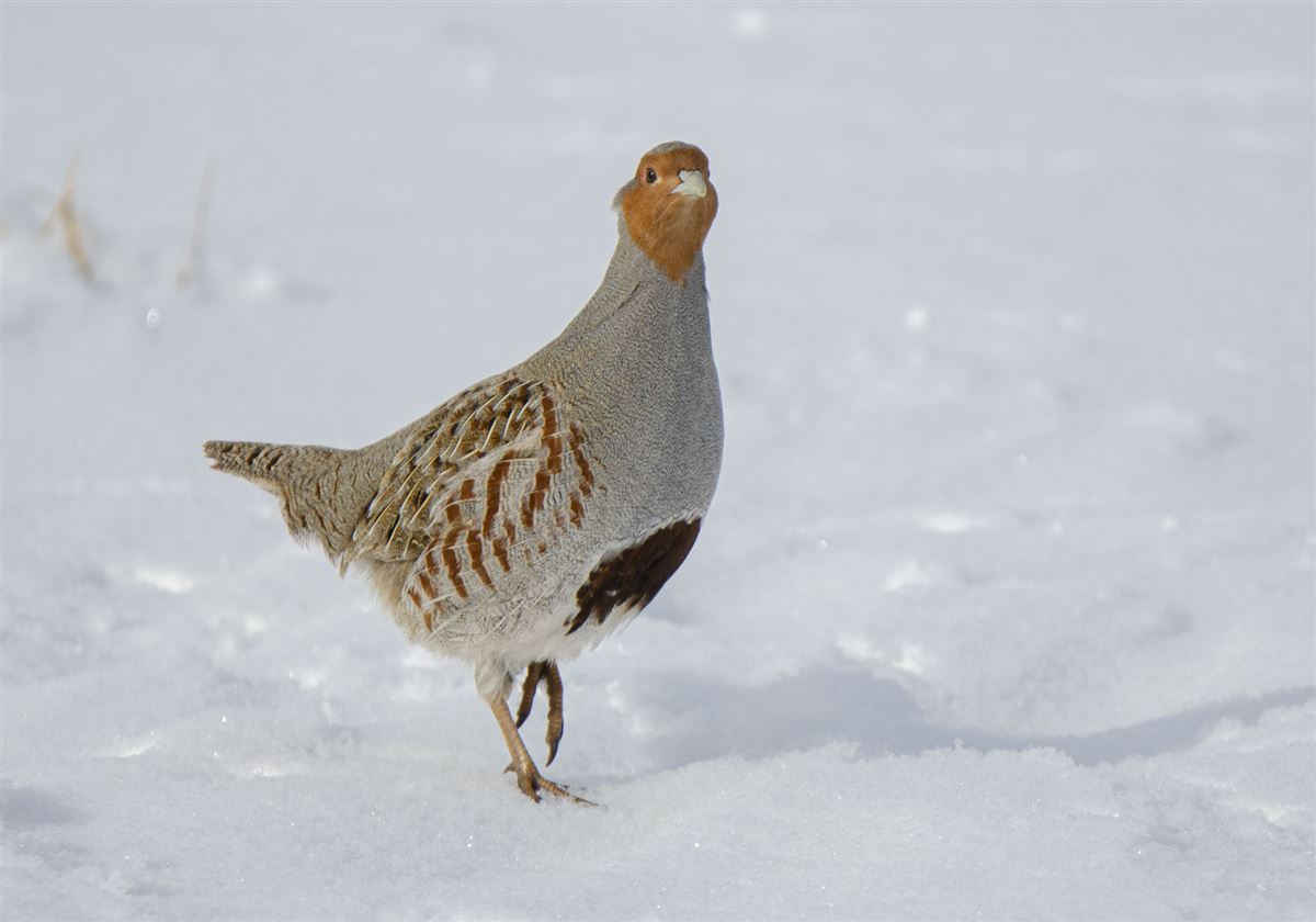 Grey Partridge