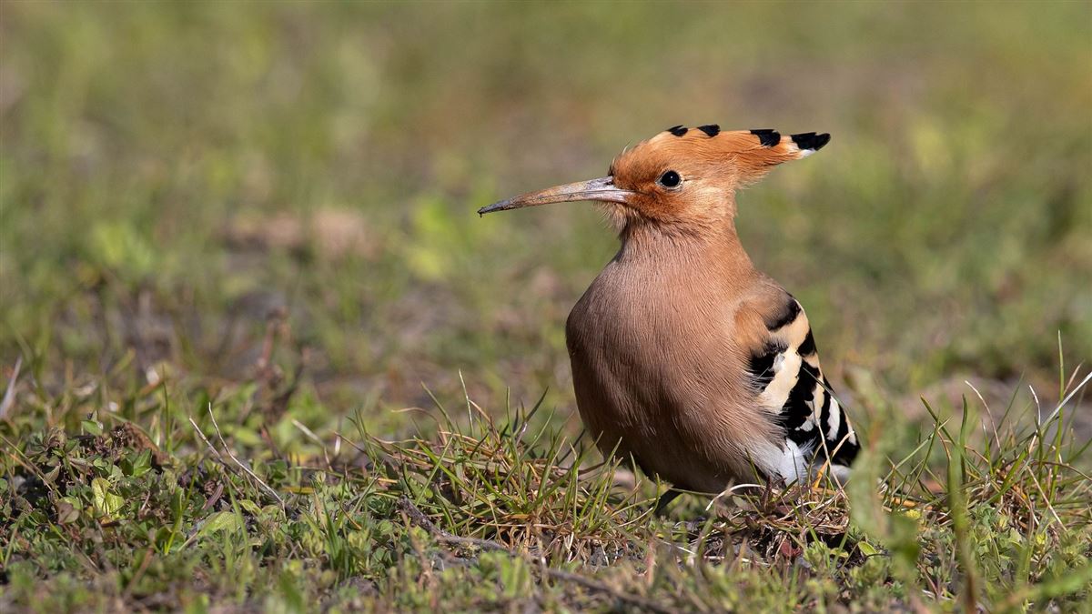 Common Hoopoe