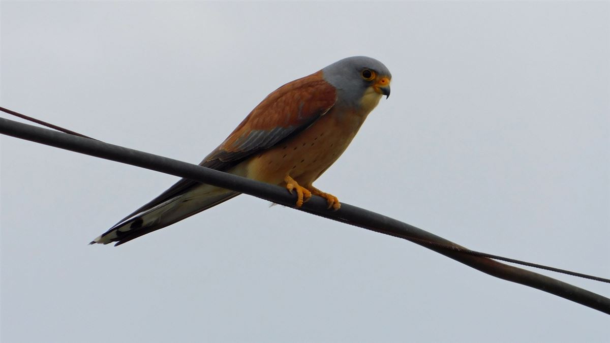 Lesser Kestrel