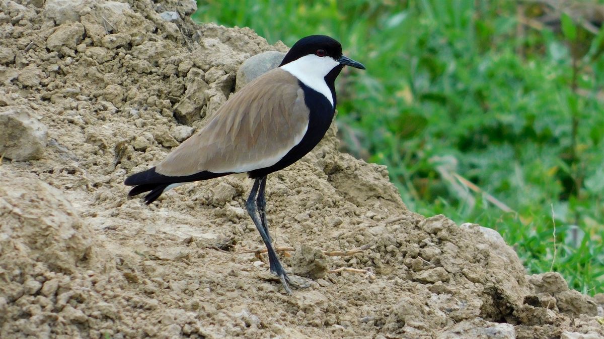 Spur-winged Lapwing