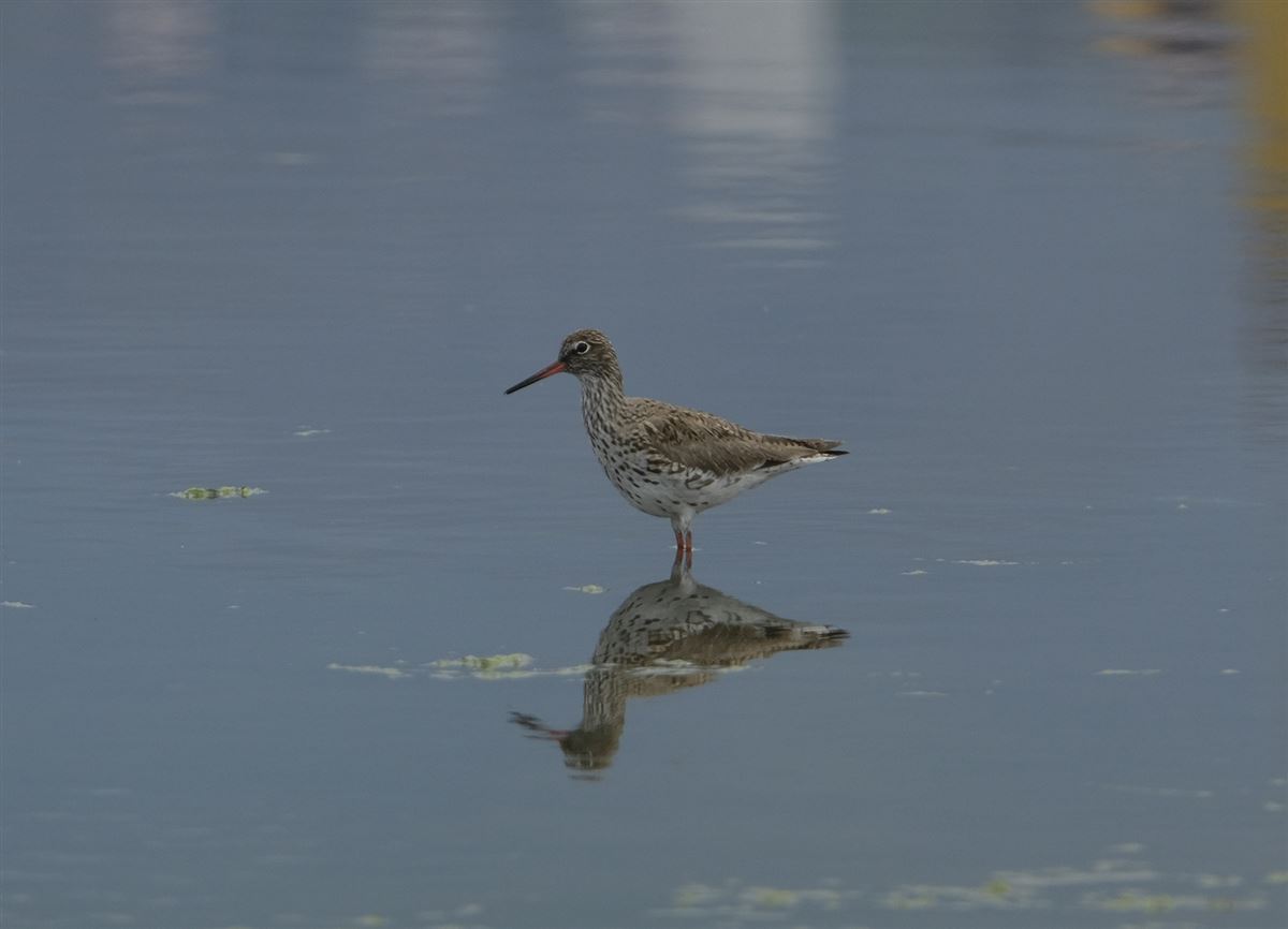 Common Redshank