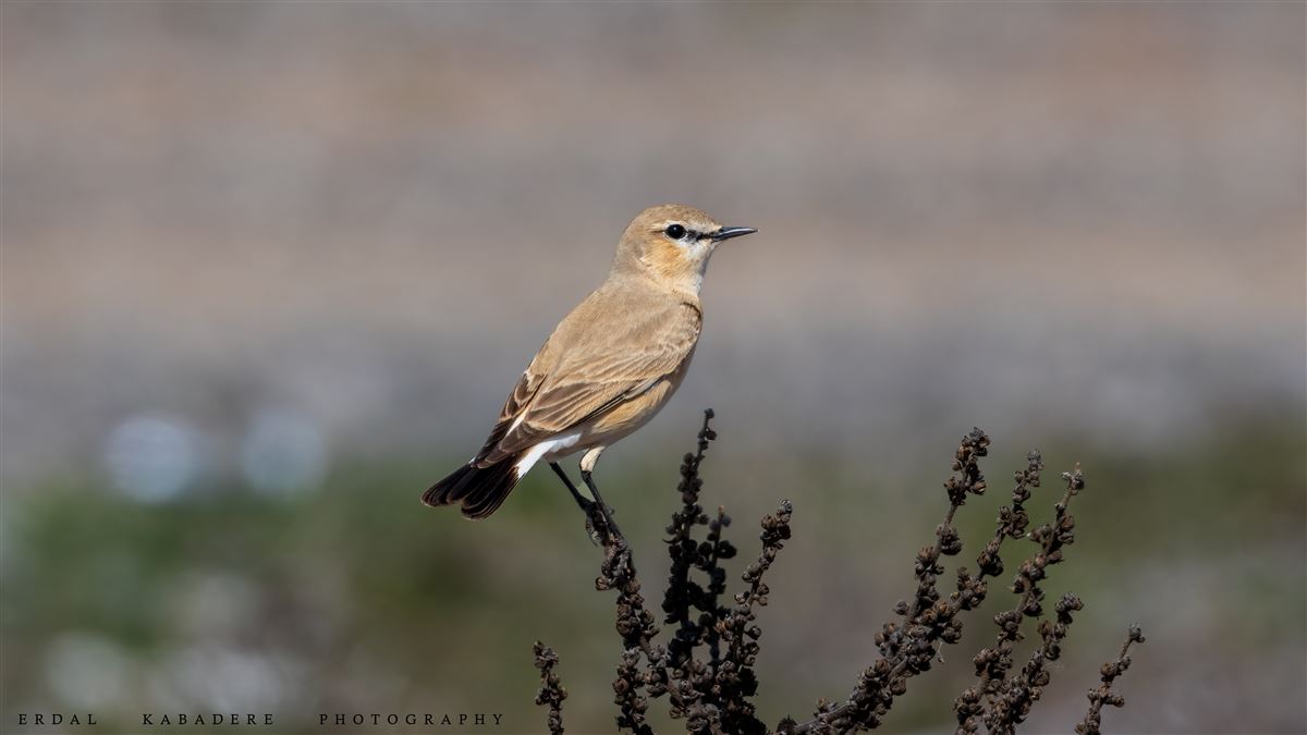 Isabelline Wheatear