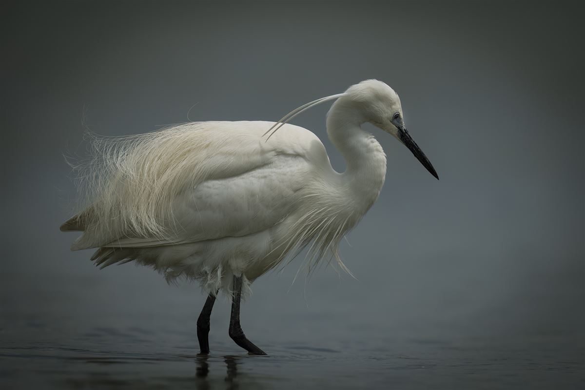 Little Egret