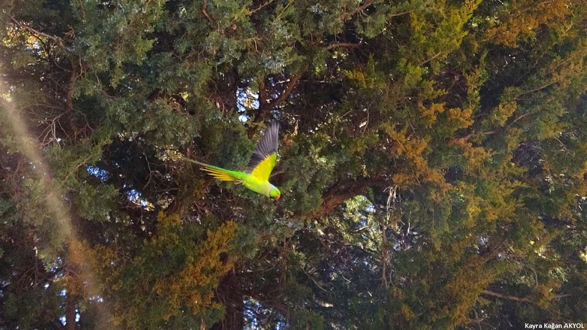 Rose-ringed Parakeet