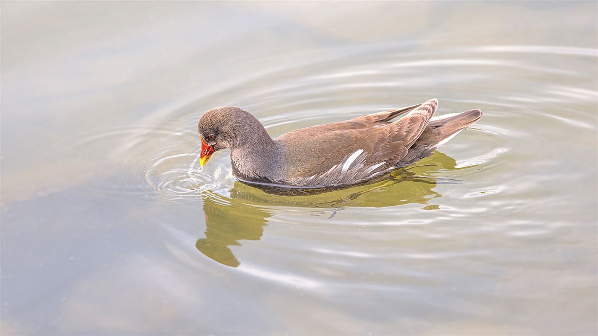 Common Moorhen
