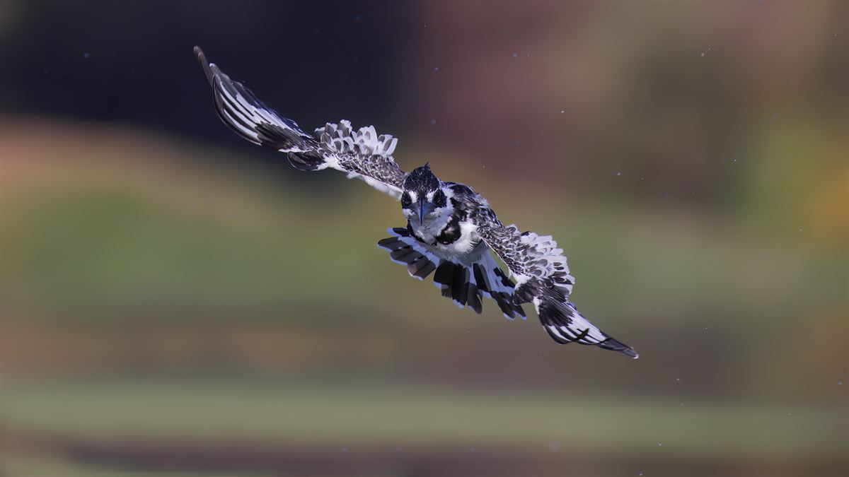 Pied Kingfisher