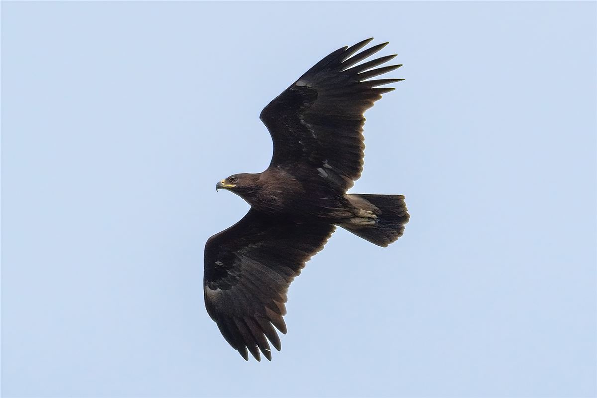 Greater Spotted Eagle