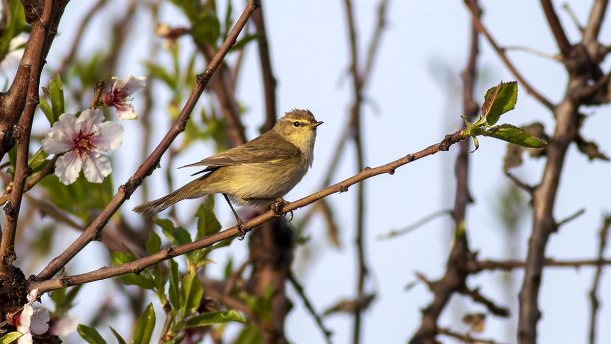 Common Chiffchaff