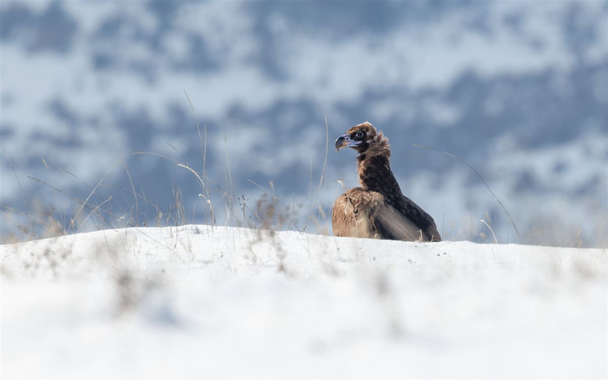 Cinereous Vulture