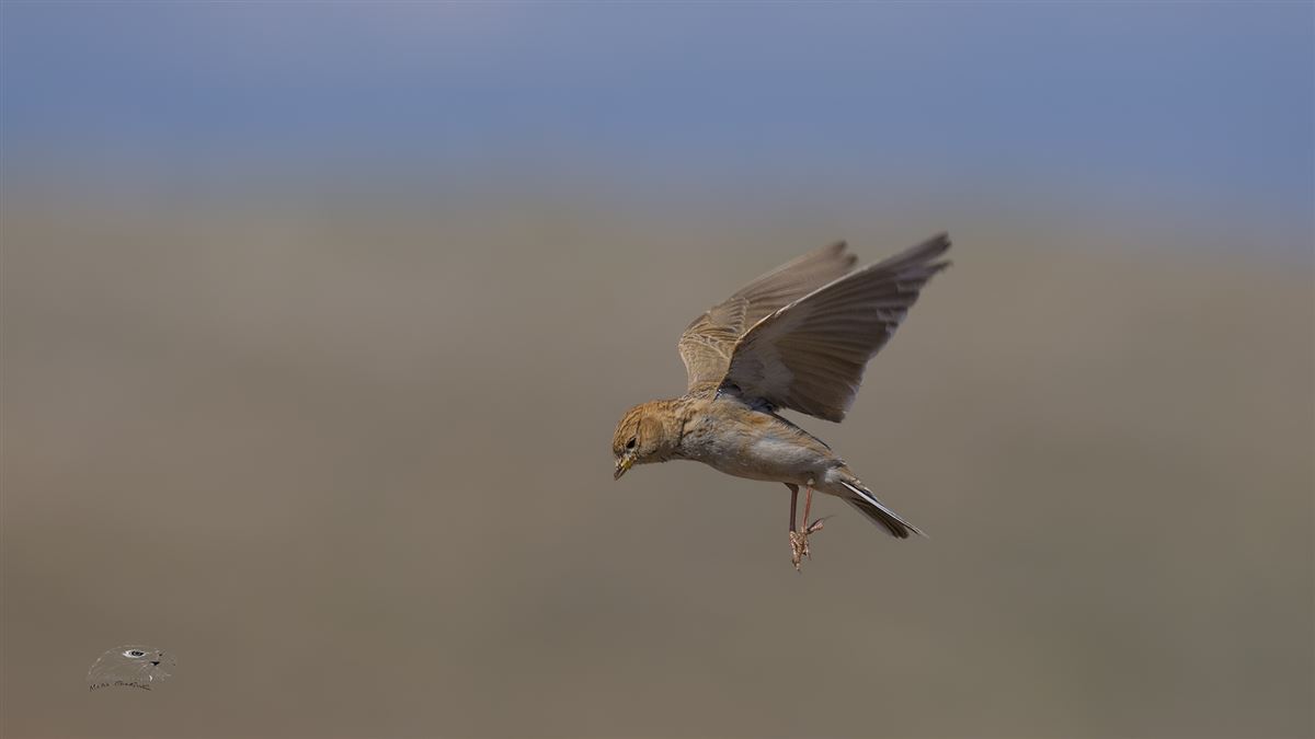 Turkestan Short-toed Lark