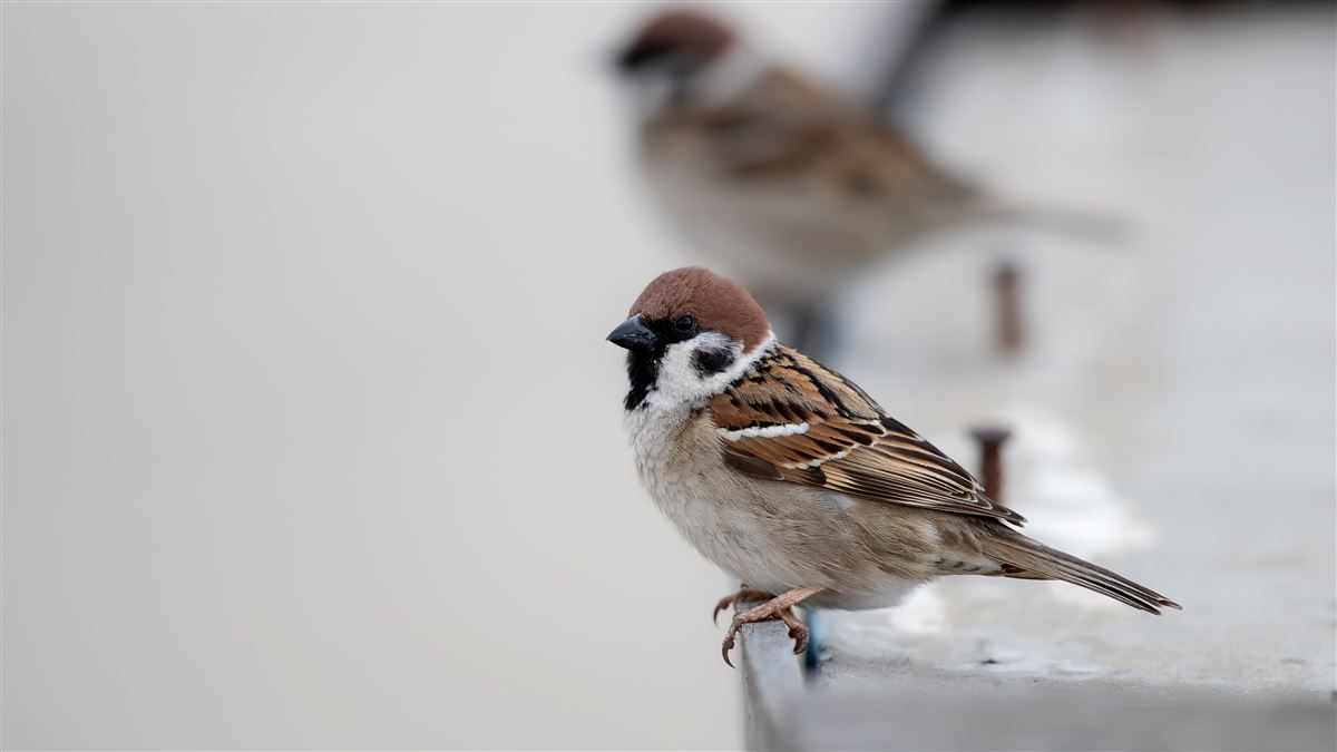 Eurasian Tree Sparrow