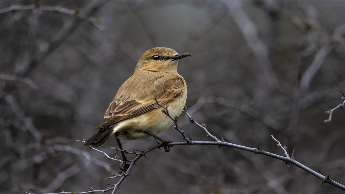 Isabelline Wheatear