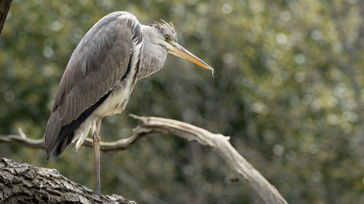 Grey Heron