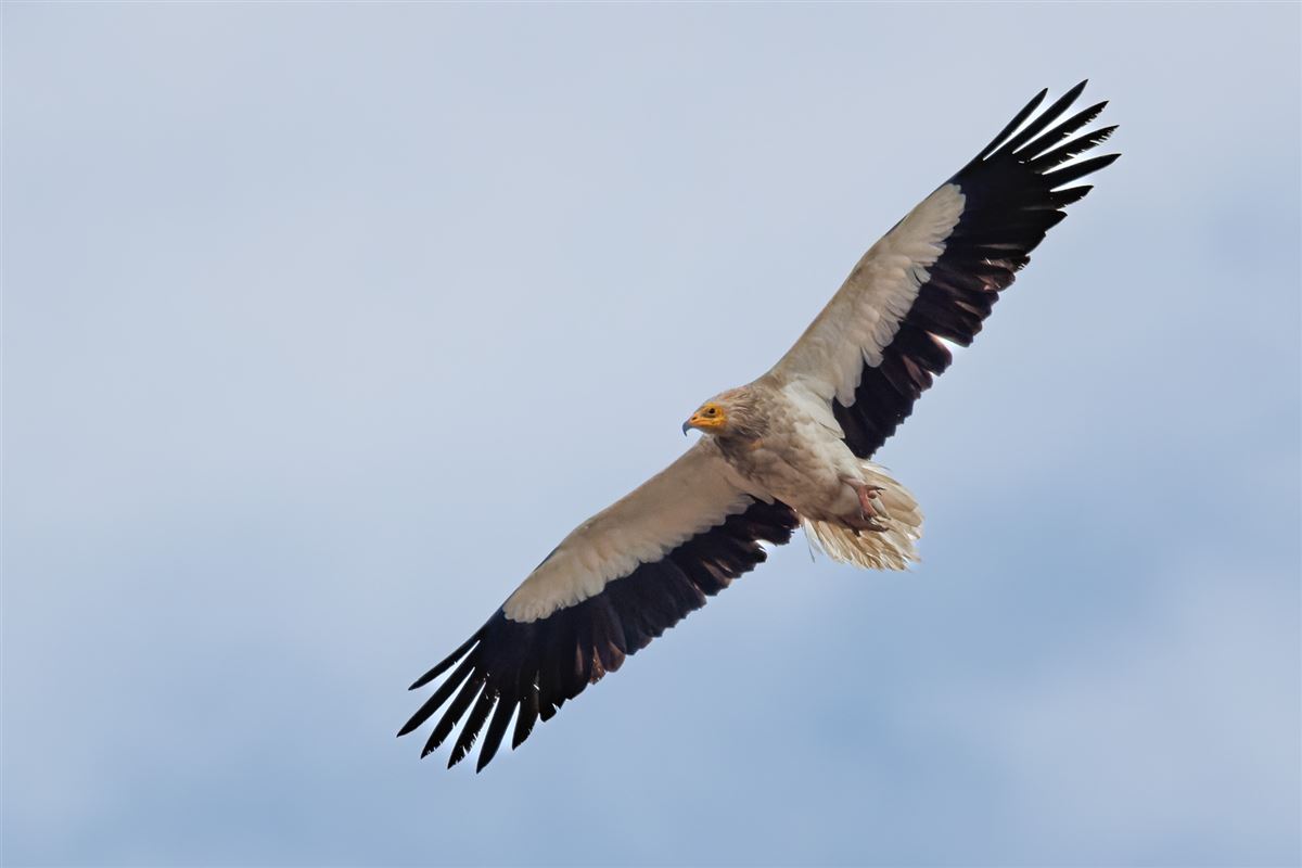 Egyptian Vulture