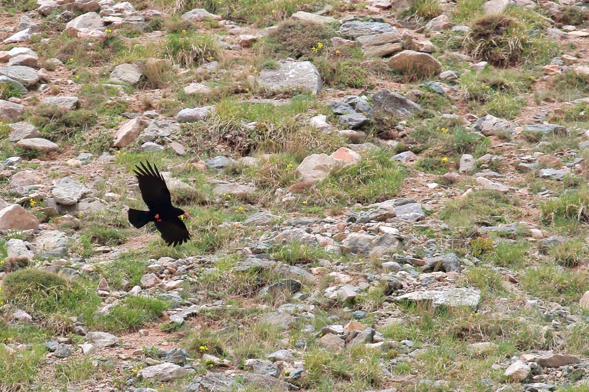 Red-billed Chough