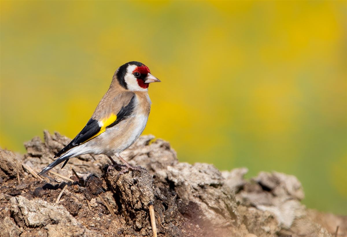 European Goldfinch