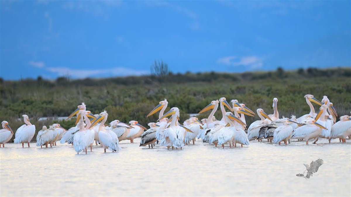 Great White Pelican