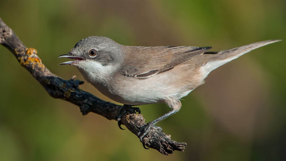 Lesser Whitethroat
