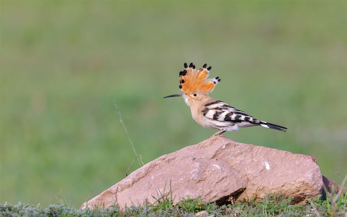 Common Hoopoe