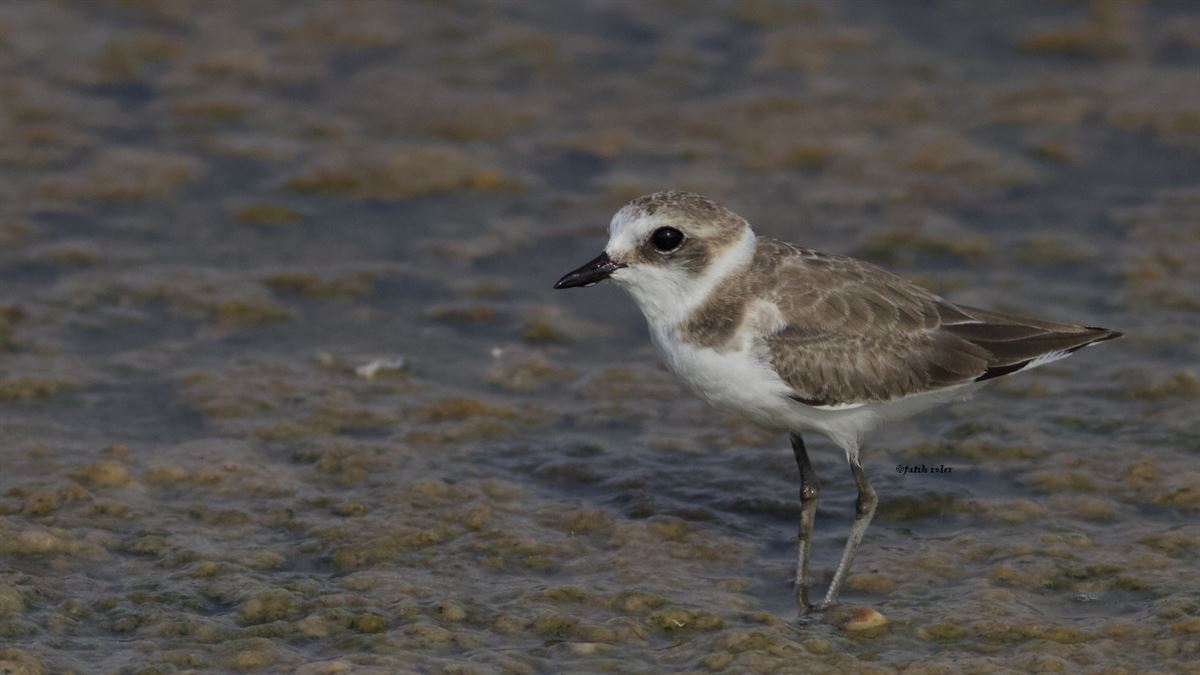 Kentish Plover