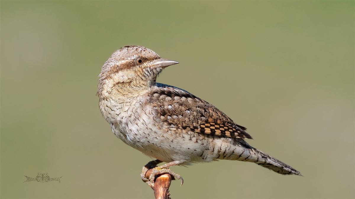 Eurasian Wryneck