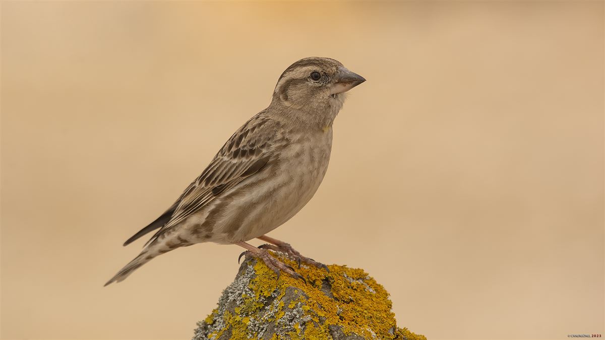 Rock Sparrow