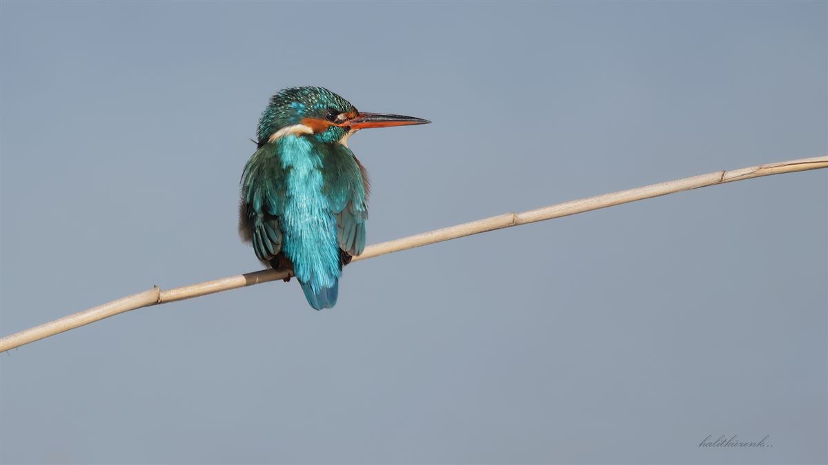 Common Kingfisher