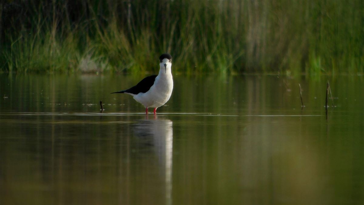 Black-winged Stilt