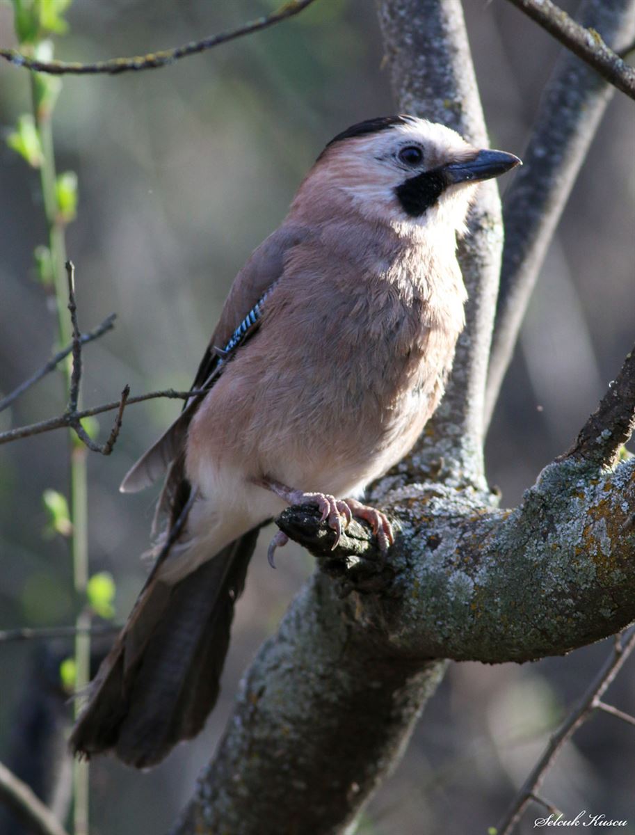 Eurasian Jay